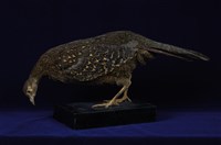 藏品(藍腹鷴)的圖片